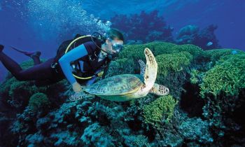 A scuba diver under the water swimming with a Sea Turtle on the Great Barrier Reef onboard Divers den 5 day OpenWater Padi course