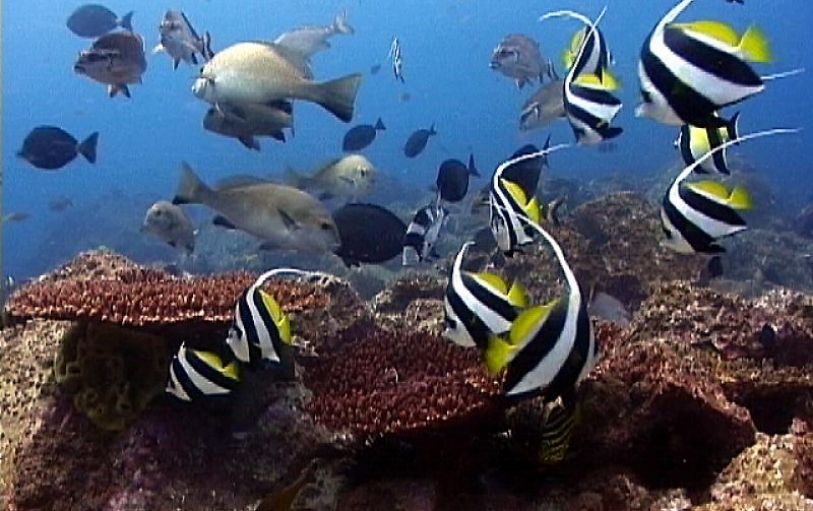 1 Certified Dive Byron Bay Dive Centre