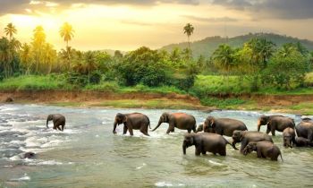 Elephants Sri Lanka Tour