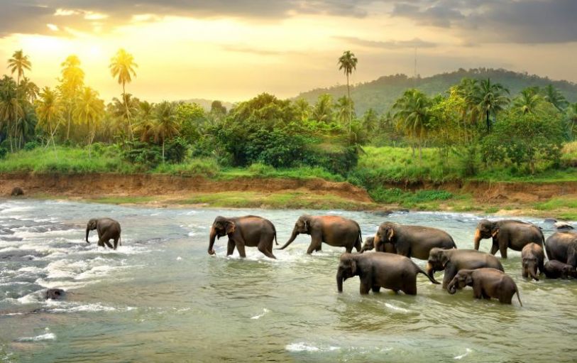 Elephants Sri Lanka Tour