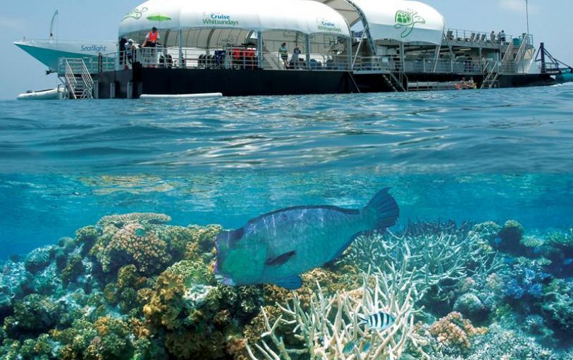 1 Day Great Barrier Reef Adventure - Cruise Whitsundays