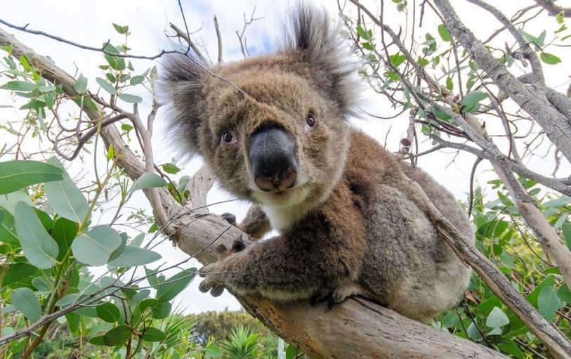 phillip island wildlife tour