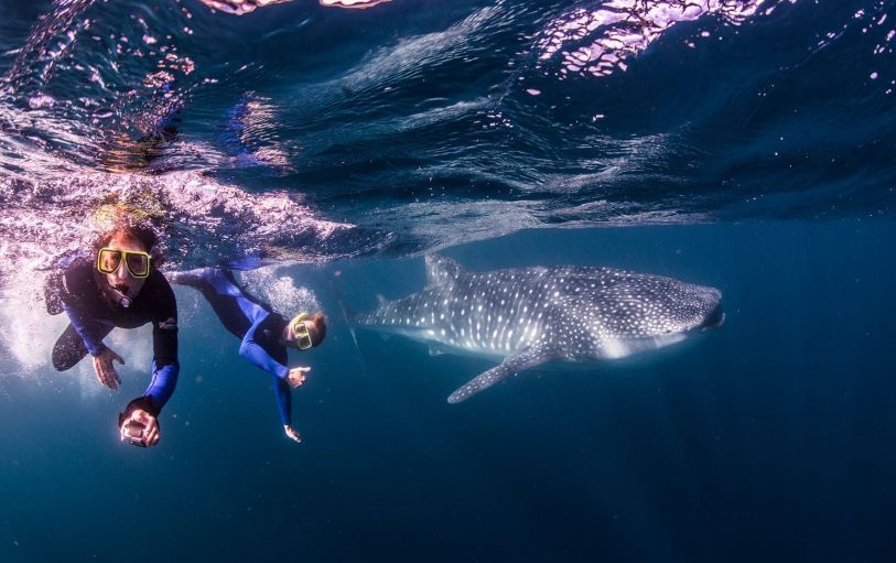 1 Day Ningaloo Reef Manta Ray Tour Ningaloo Reef Dive