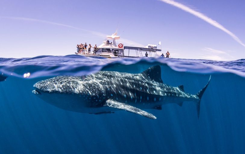 1 Day Ningaloo Reef Manta Ray Tour - Ningaloo Reef Dive