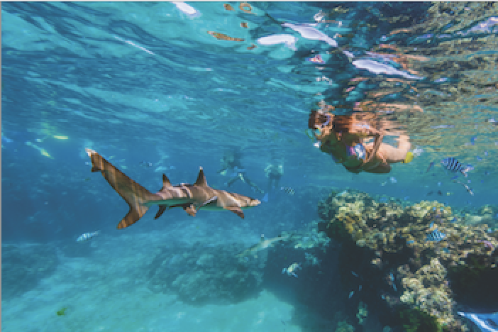 A backpacker in crystal clear waters Snorkelling with Sharks in Fiji