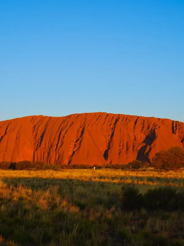 Uluru, majestic red sandstone monolith, rises above golden grasslands under a vivid blue sky at sunset in Australia’s outback.