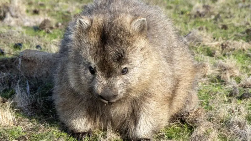 a small wombat sitting in grass land
