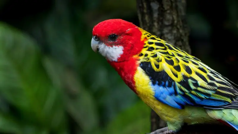 Vibrant parrot perched on lush branch in Kuranda Koala Gardens, highlighted by 1 Day Kuranda Wildlife Pass for top wildlife experience.