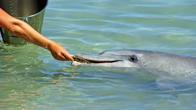 Traveller hand-feeding a dolphin in crystal-clear waters on a 10 Day Perth to Broome West Coast Adventure tour experience.