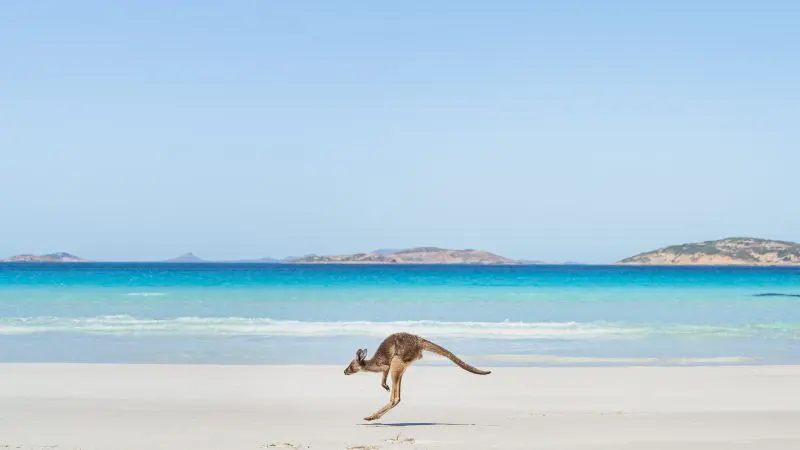 a solitary kangaroo jumping across a white sand beach with blue seas in the background