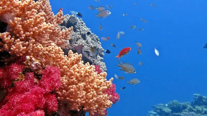 Vibrant Great Barrier Reef coral reef with striking orange and red corals—ideal for an unforgettable 3 day 2 night snorkelling tour.