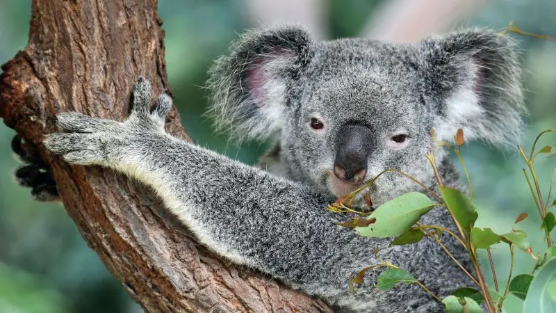 Experience unforgettable wildlife at Kuranda Koala Gardens—see a koala with fluffy ears clinging to a tree on your 1 Day Pass.