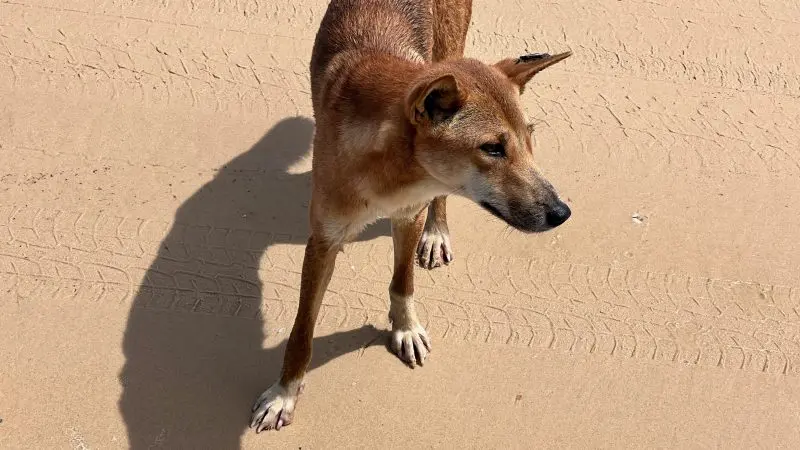 a wild dingo photographed on the beach