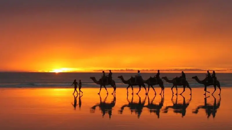Sunset silhouettes of camels with riders on the beach, an unforgettable Broome to Perth West Coast Adventure tour experience.