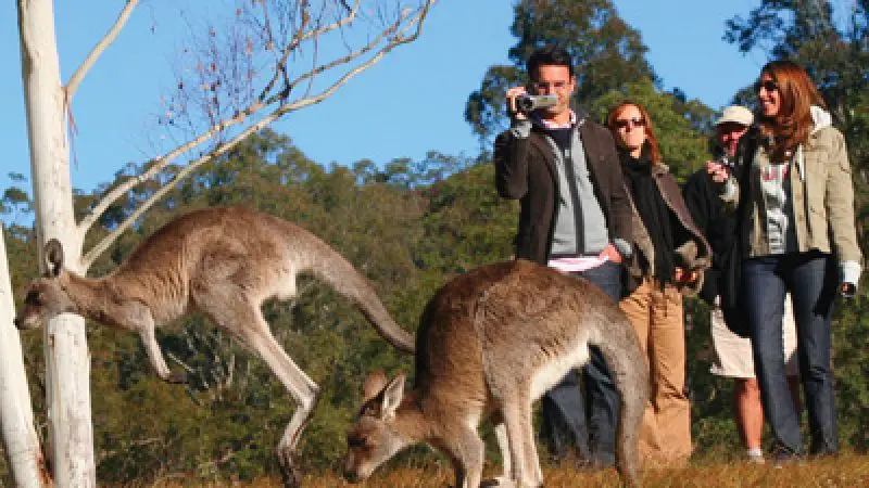 Four tourists film and photograph two kangaroos in a lush, sunlit Blue Mountains forest during an Uncharted tour experience.