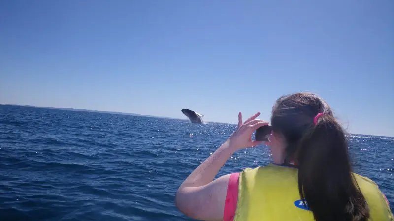 A kayaker in a yellow life jacket paddles among dolphins as a whale breaches along the scenic Great Beach Drive Adventure route.