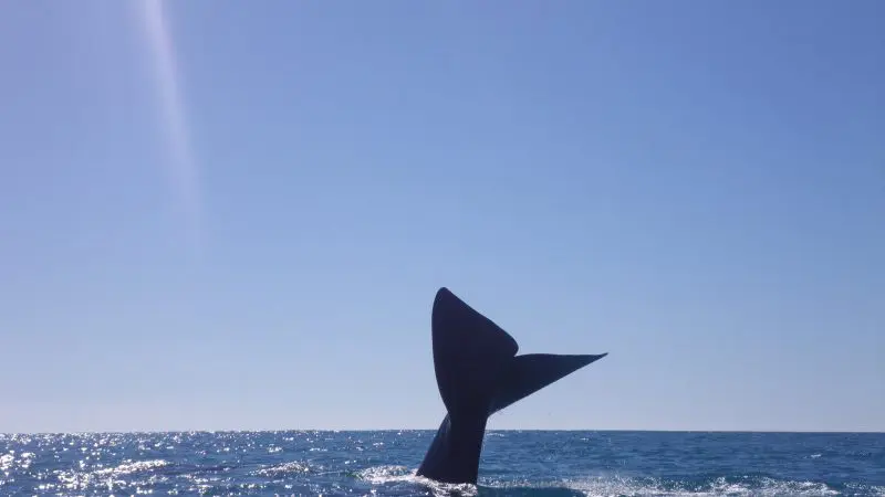 Majestic whale tail arches above sparkling ocean waters on the iconic Great Beach Drive near Rainbow Beach, perfect for adventure seekers.