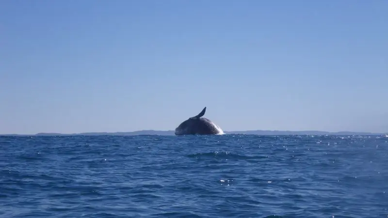 Majestic whale breaching near Rainbow Beach along the iconic Great Beach Drive, with pristine blue skies creating a breathtaking scene.