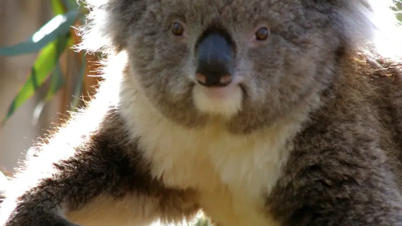 Spot a wild koala basking in sunlight on a tree branch during your 1 Day Great Ocean Road Sunset Tour with Go West Tours.