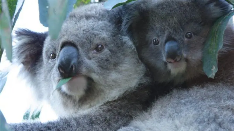 Adorable koalas nestled together in a eucalyptus tree on the Phillip Island Penguin Parade Ultimate Eco Tour with Go West Tours.