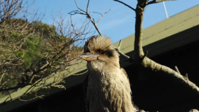 Kookaburra perched on a tree branch with clear blue sky, featured on Go West Tours' 1 Day Wilsons Promontory Tour for wildlife enthusiasts.