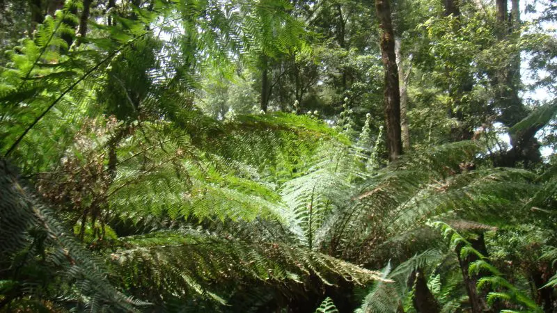 Lush green ferns and towering trees thrive in sun-dappled Wilsons Promontory forest on a 1 Day Go West Tours adventure.
