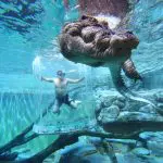 Man inside Cage of Death Entry intently watches a massive crocodile swimming overhead in a clear aquarium, immersive wildlife encounter.