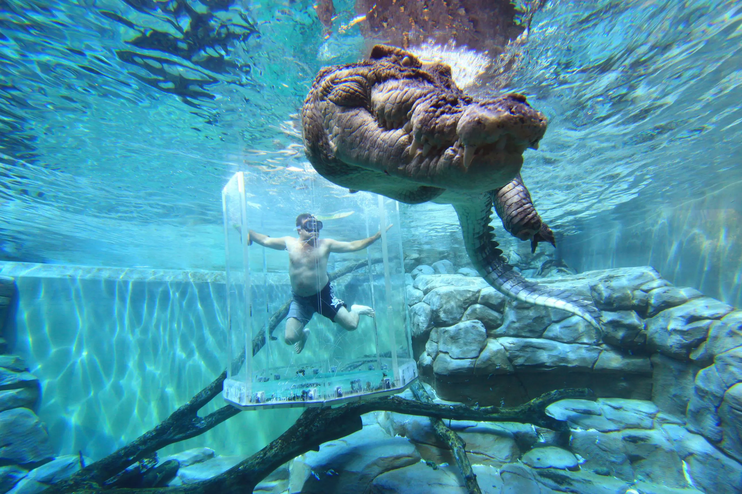 Man inside Cage of Death Entry intently watches a massive crocodile swimming overhead in a clear aquarium, immersive wildlife encounter.