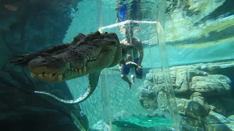 Thrill-seeker inside the Cage of Death, face-to-face with a massive crocodile in a crystal-clear aquarium adventure experience.