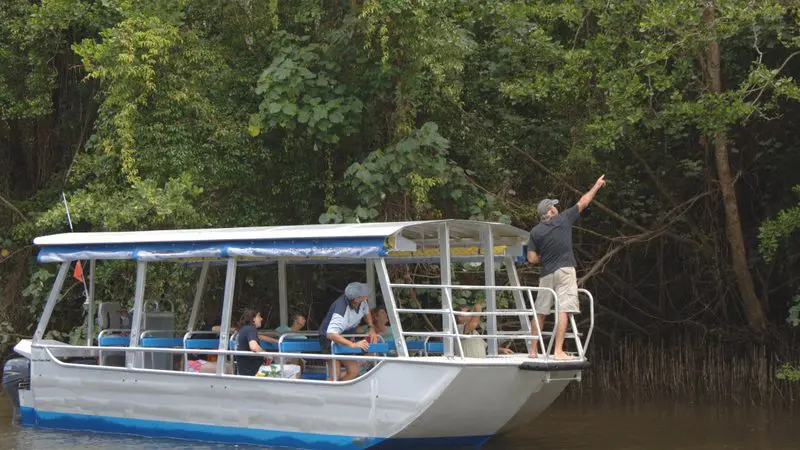 A guide highlights lush rainforest trees as tourists experience a scenic 1-hour Daintree River Cruise beside dense green wilderness.