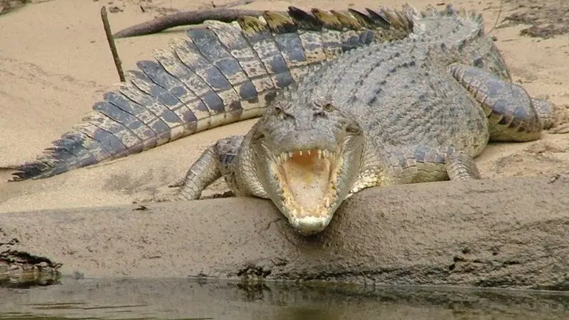 Spotted on a 1 Hour Daintree River Cruise, a massive crocodile rests on the riverbank, mouth wide open, showcasing its sharp teeth.