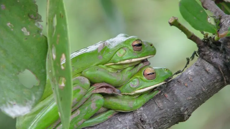 Two vibrant green frogs sit side by side on a tree branch, similar to wildlife views seen during a 1 Hour Daintree River Cruise tour.