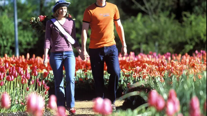 Two visitors explore a vibrant tulip garden on a Canberra day trip from Sydney, surrounded by lush, blooming flowers in full colour.