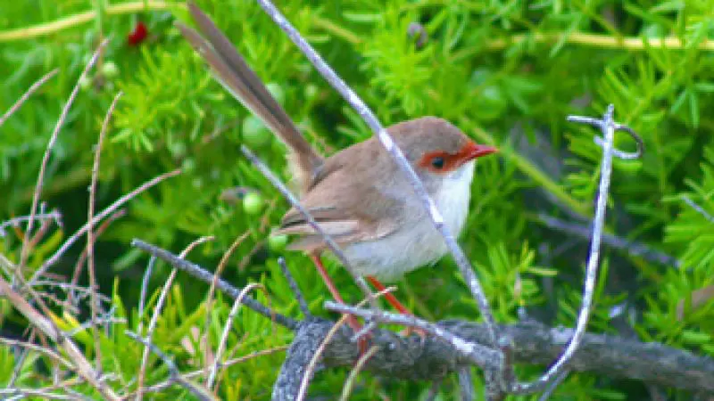 Small brown and white bird with a vibrant red beak perched on a branch seen during an Uncharted Blue Mountains Tour adventure.