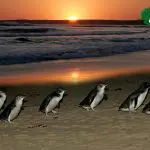 Penguins walking on sunset beach with waves in the background, 1 Day Phillip Island Penguin Parade tour logo featured in corner.