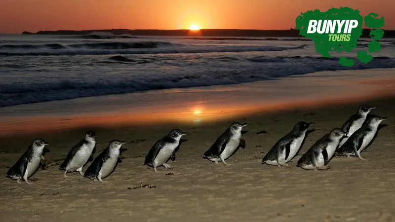 Penguins walking on sunset beach with waves in the background, 1 Day Phillip Island Penguin Parade tour logo featured in corner.