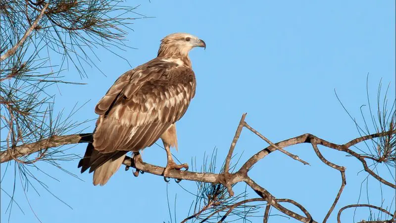 Majestic brown eagle perched on a branch, overseeing the Noosa Everglades Serenity Cruise, embodying wildlife and natural beauty.