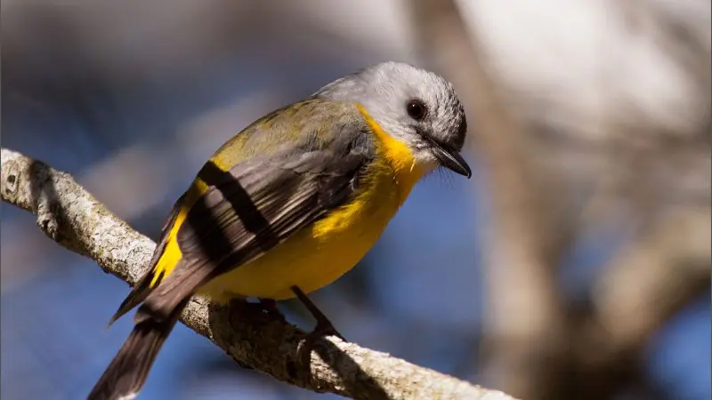 Vivid yellow-bellied bird with grey head and back spotted on a Half Day Noosa Everglades Serenity Cruise, perfect for nature lovers.