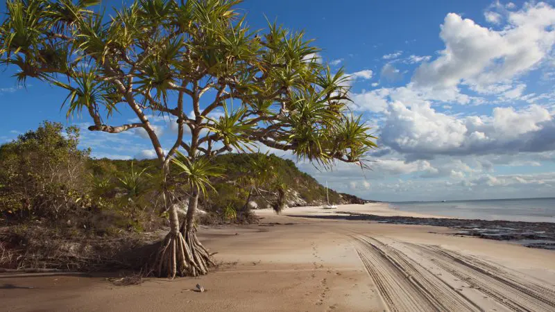 A lush tropical tree rises above pristine sandy beach and tyre tracks, highlighting the Remote 1 Day K’gari Fraser Island adventure.