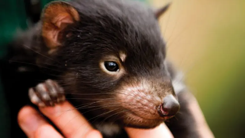 A visitor carefully holds a small Tasmanian devil during the 6 Day Tasmania Explorer Tour, showcasing unique Australian wildlife up close.