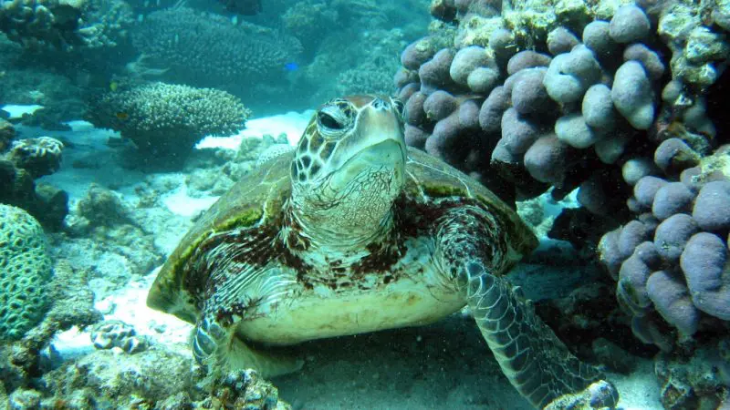 Discover a majestic sea turtle resting on the vibrant ocean floor, surrounded by colourful coral, during the 6 Day Perth to Exmouth Tour.