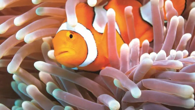 Vivid clownfish explores vibrant pink and white sea anemone tentacles on a Half Day Green Island tour with 1pm departure.