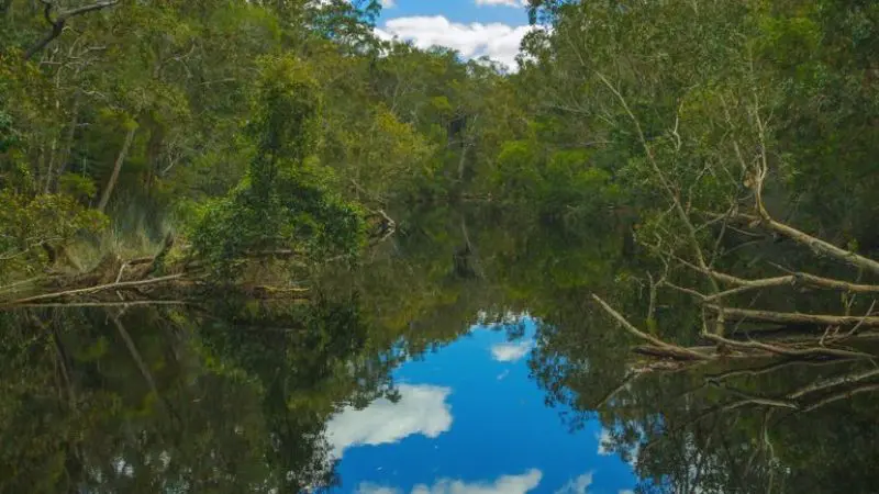 Tranquil river mirrors vibrant blue sky and fluffy clouds on a scenic Half Day Noosa Everglades Serenity Cruise for unforgettable views.