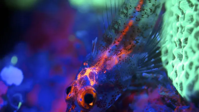 Colorful fish in the dark