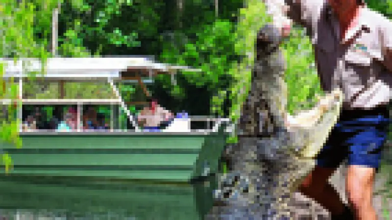 Experience the thrill as a man hand-feeds a massive crocodile by the water, with excited tourists watching from a boat in Australia.