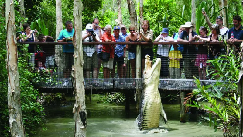 Visitors crowd the entrance of Hartleys Crocodile Adventures, watching a powerful crocodile leap by a vibrant, green viewing platform.
