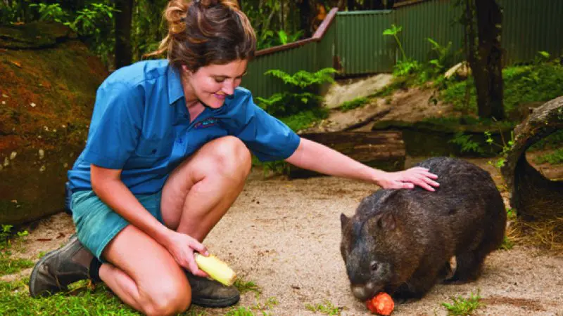 Smiling woman kneels to pet a wombat eating at Kuranda Koala Gardens Park Entry, enjoying unique Australian wildlife up close.