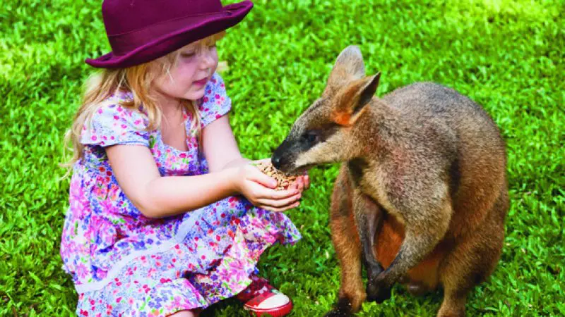 Young girl in purple hat feeding kangaroo on grass near Kuranda Koala Gardens Park Entrance, Australia; wildlife interaction scene.