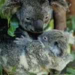 Koala cuddling its joey amid lush green eucalyptus leaves at Kuranda Koala Gardens Park Entrance, Australia wildlife attraction.