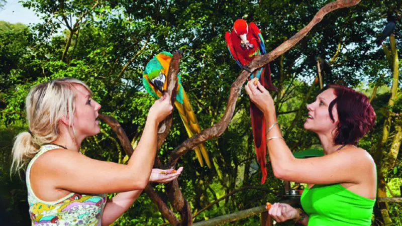 Two women feeding vibrant parrots perched on branches in a dense, lush rainforest, surrounded by rich green foliage outdoors.